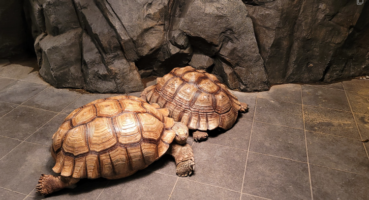 가평 신비동물원