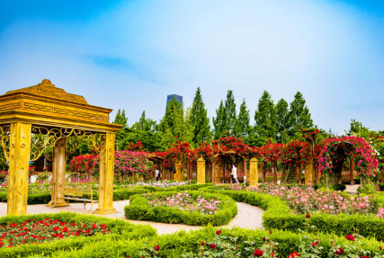 충청권 수국 명소 추천 7곳&amp;#44; 지금 안 가면 손해! 여름 꽃 여행지