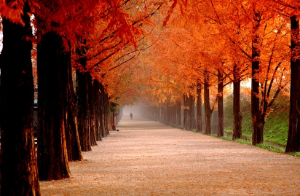 전라남도 담양 메타세쿼이아길