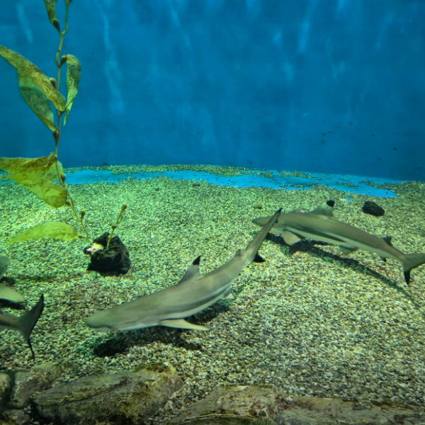 경포아쿠아리움