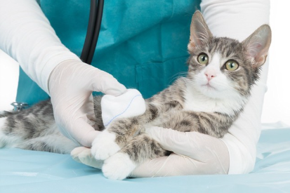 배에 붕대를 감는 고양이.