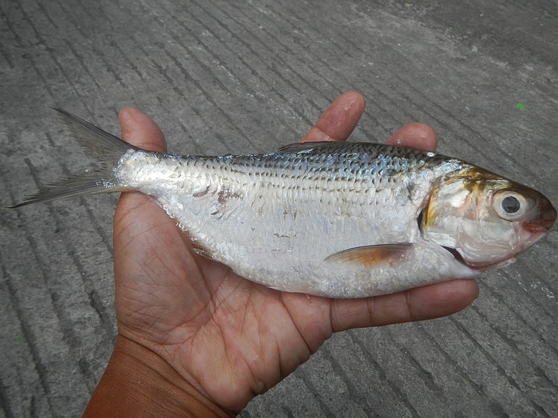 Bony Bream