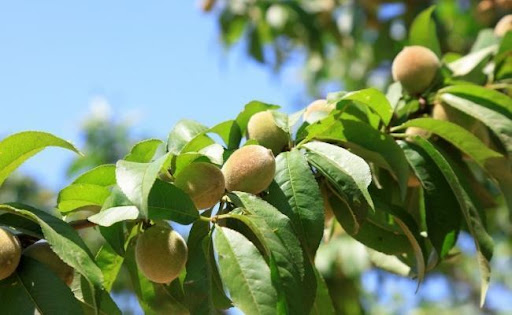 개복숭아의 주요 효능, 계절별 활용법, 장점, 영양학적 가치