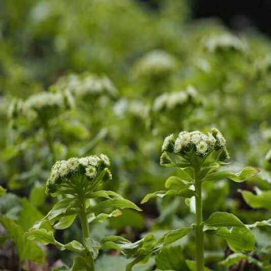 머위꽃의 영양소와 효능, 먹는 법과 주의점