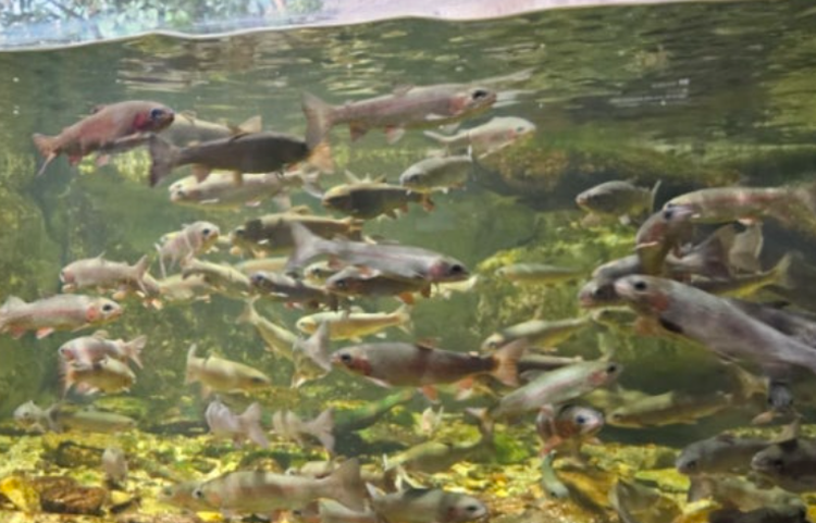 단양 아쿠아리움