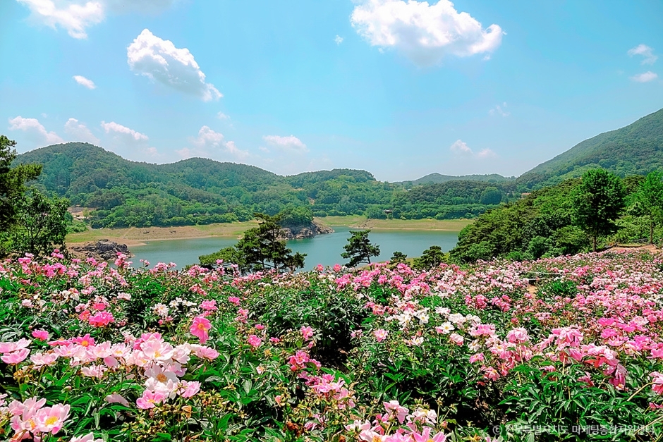 옥정호 작약 꽃밭