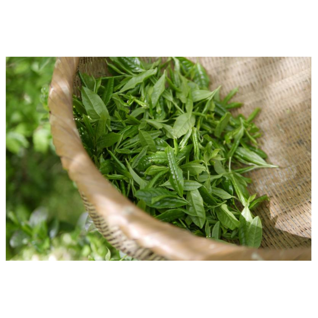 유방암과 관련된 사진입니다.