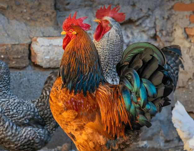 2024년 닭띠 운세