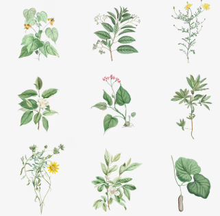 휴대폰 카메라로 만드는 디지털 식물도감, 누구나 시작할 수 있는 기록의 즐거움