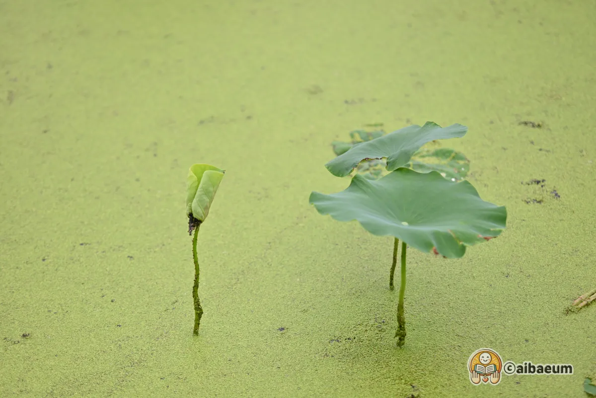 연밭에-연잎들-오그라든-것들과-펴져있는-것들