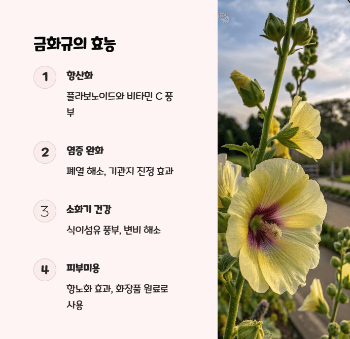 금화규의 효능