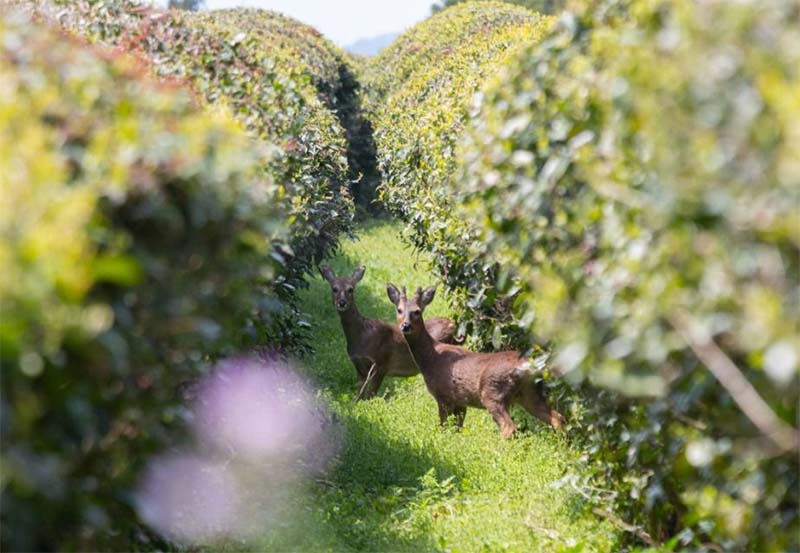 와일드오차드 티 페스티벌