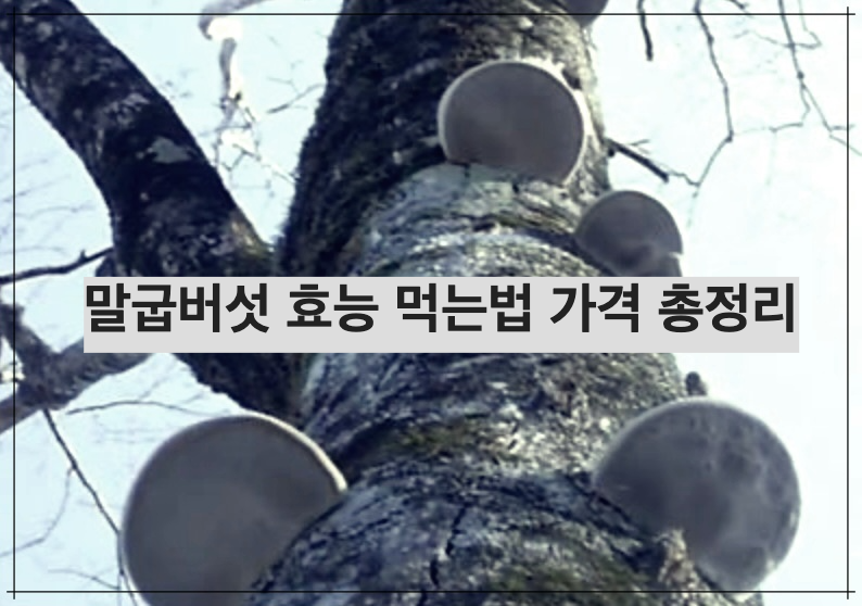 말굽버섯 효능 먹는법 가격 총정리