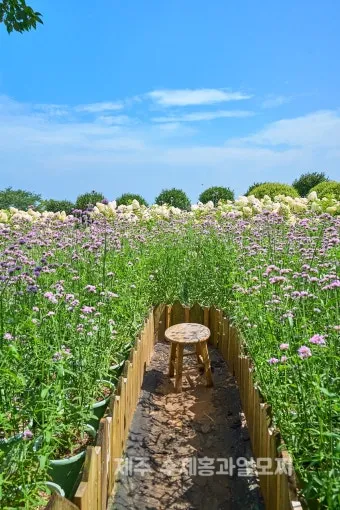 제주 여름 축제 일정표 불꽃놀이 포함 행사 소개_24