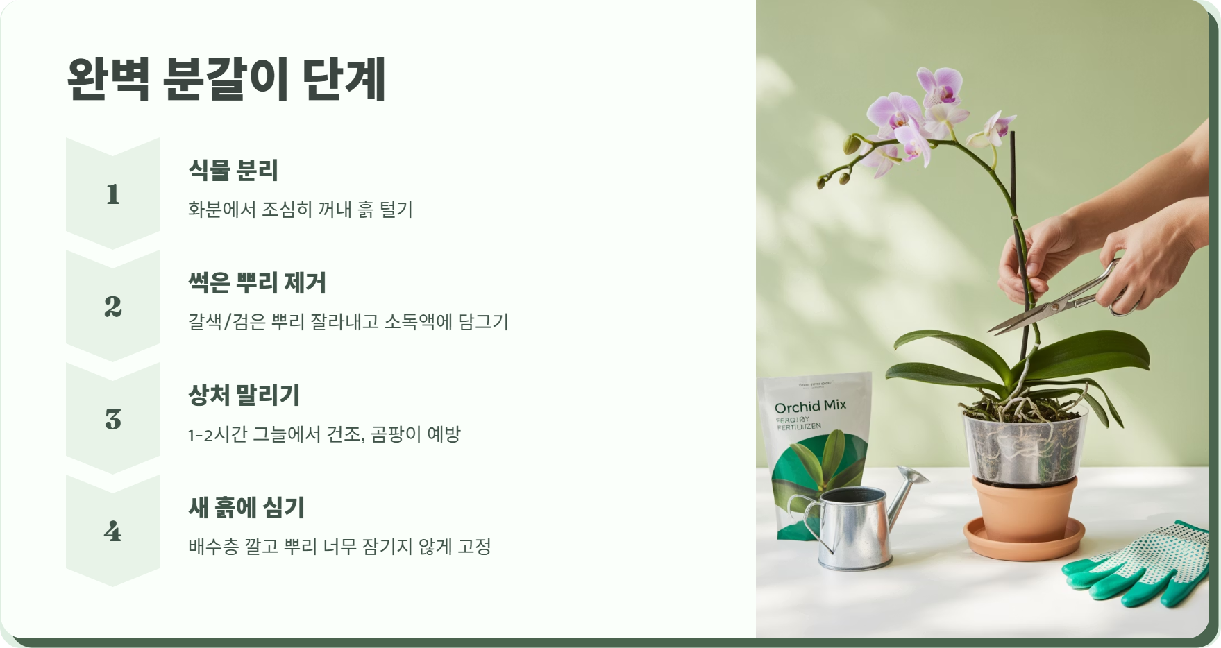 동양란 뿌리 썩었을 때 분갈이 방법