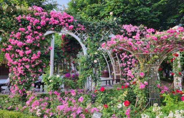 중랑서울장미축제가이드