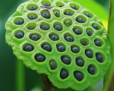 세미원 연꽃축제