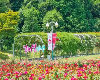 울산대공원 장미축제_20