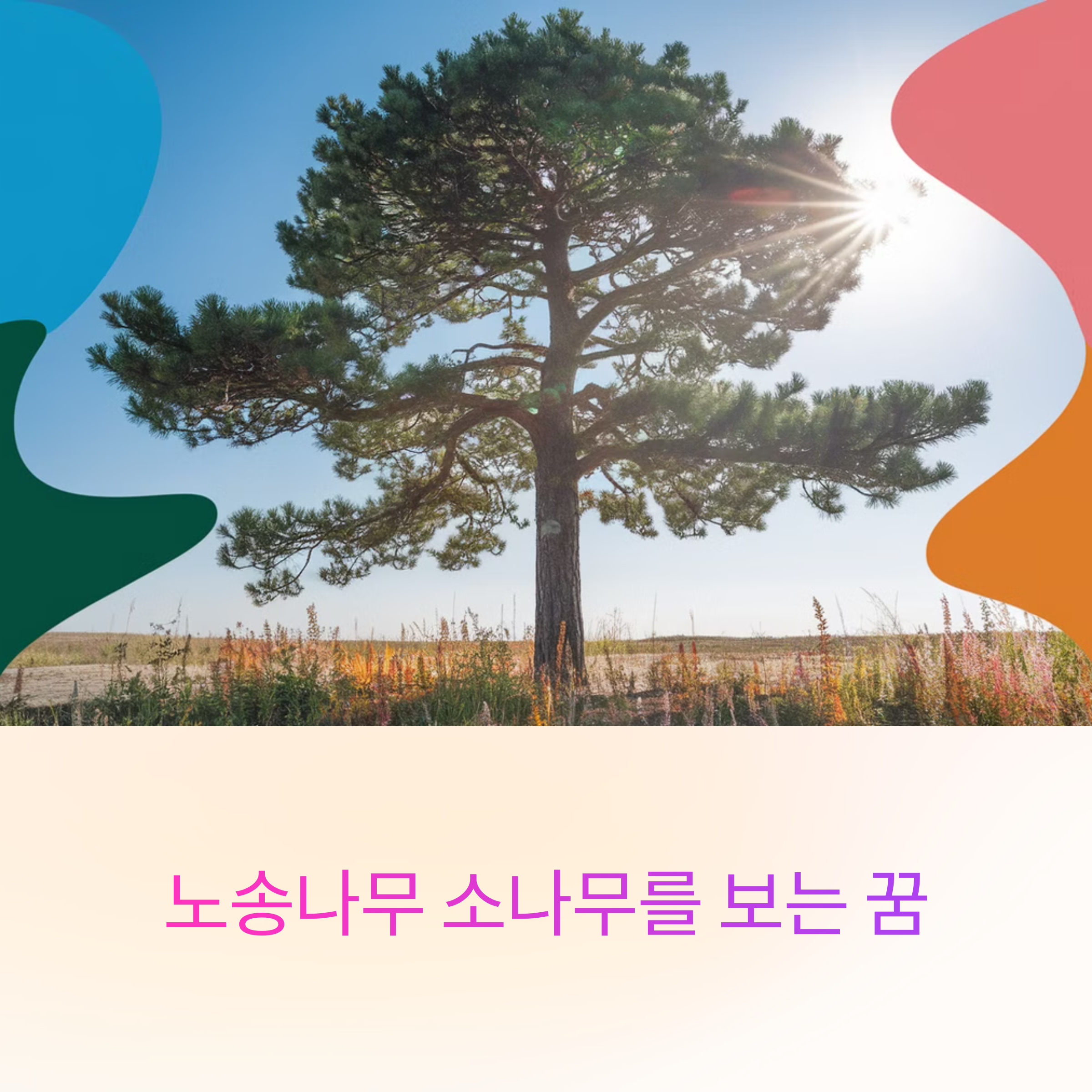 노송나무 소나무를 보는 꿈