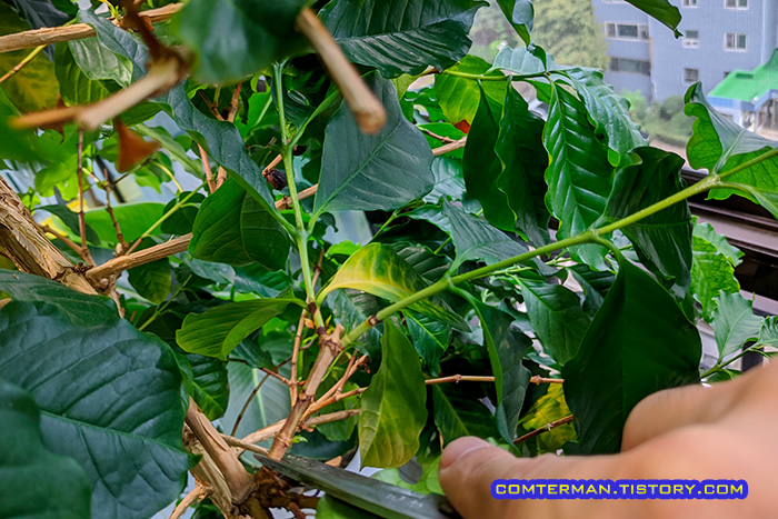 커피나무 방사형 가지