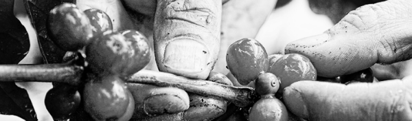 커피 찌꺼기 활용법: 냉장고 탈취제, 집안, 자동차 방향제