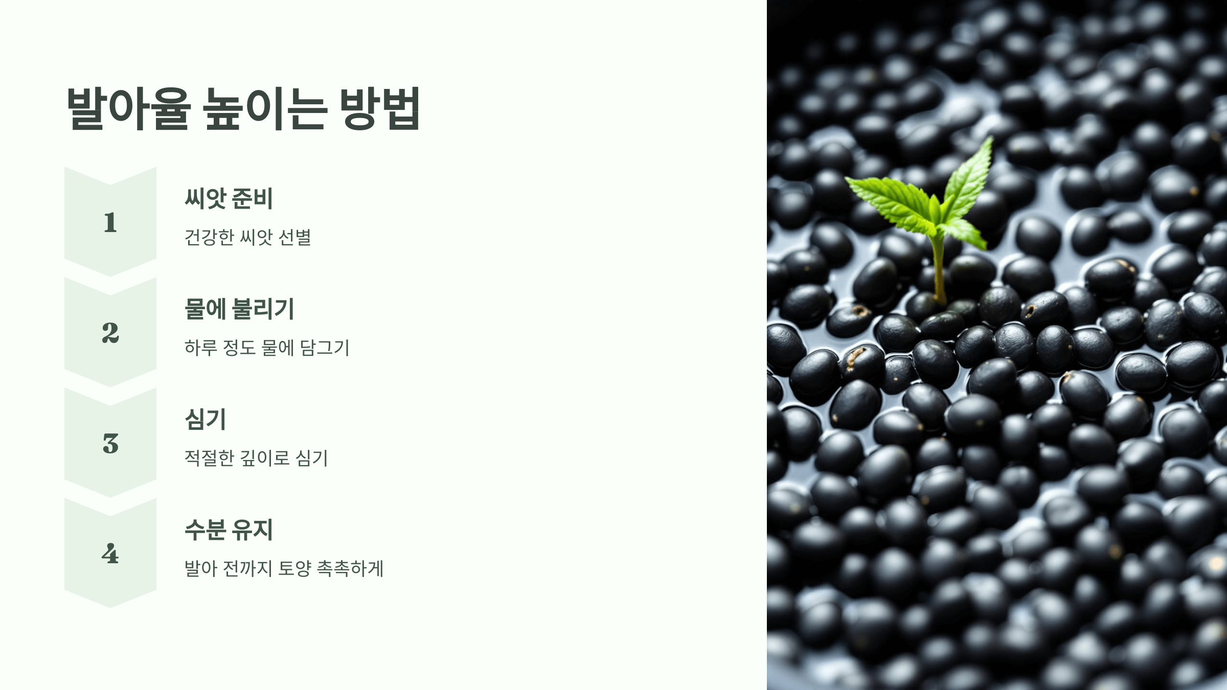 서리태 사진입니다.