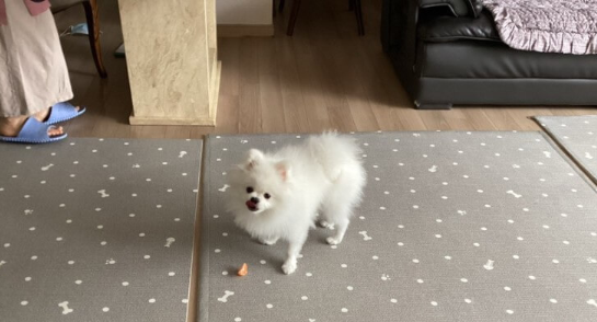 귤_먹는_강아지