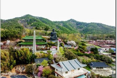 강진 서부해당화 봄꽃 축제