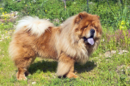 잔디밭에 있는 차우차우.