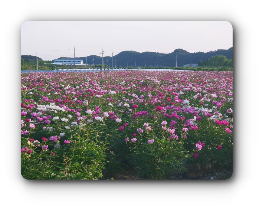 5월의-꽃-작약