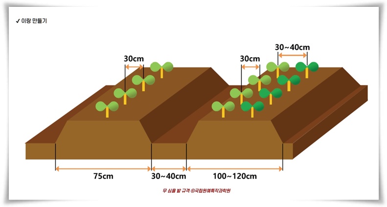"김장 무, 직접 길러보세요!" 초보자도 성공할 수 있는 쉬운 재배 가이드!