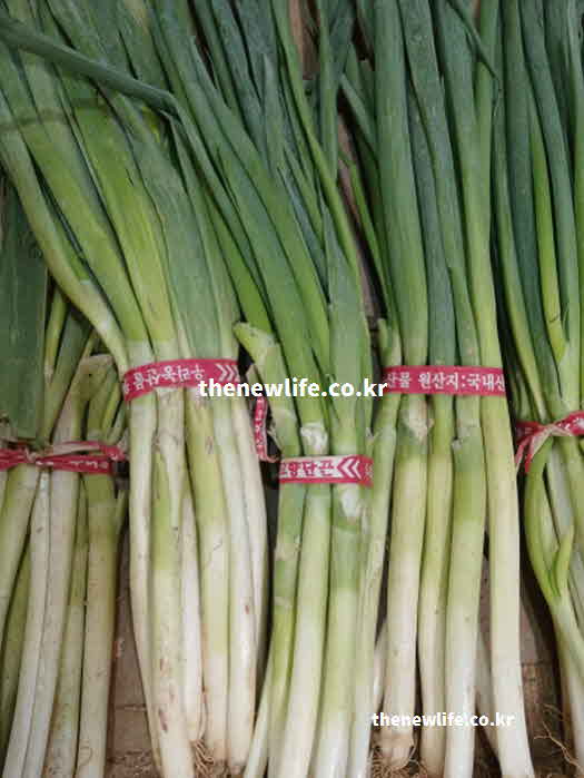 고지혈증 좋은 음식 채소 대파