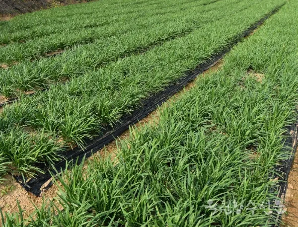 부추 재배 포기 나누기 덧비료 수확 반복_7