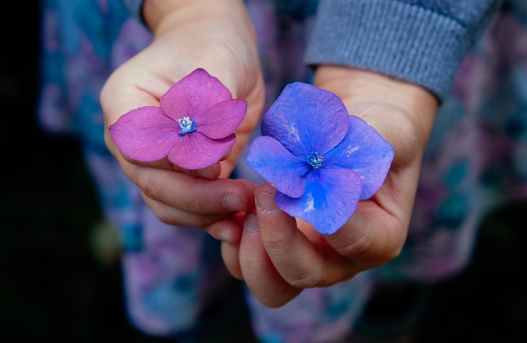 붉은색과 푸른색 수국