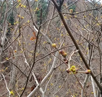 생강나무 꽃 개화시기 모양 특징_18