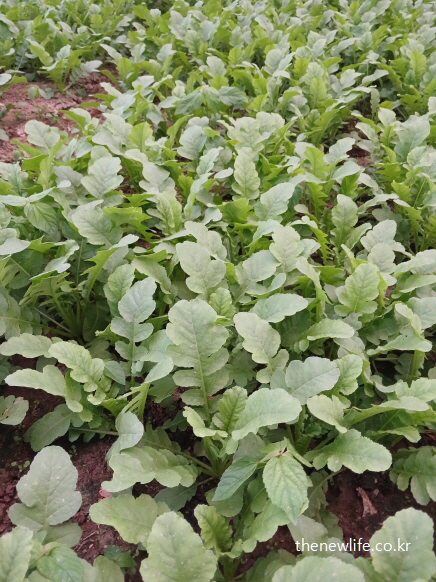 면역력 강화와 피로 해소에 도움을 주는 열무밭의 신선한 풍경