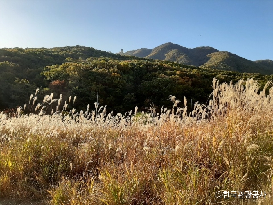 군포 초막골 생태공원 갈대