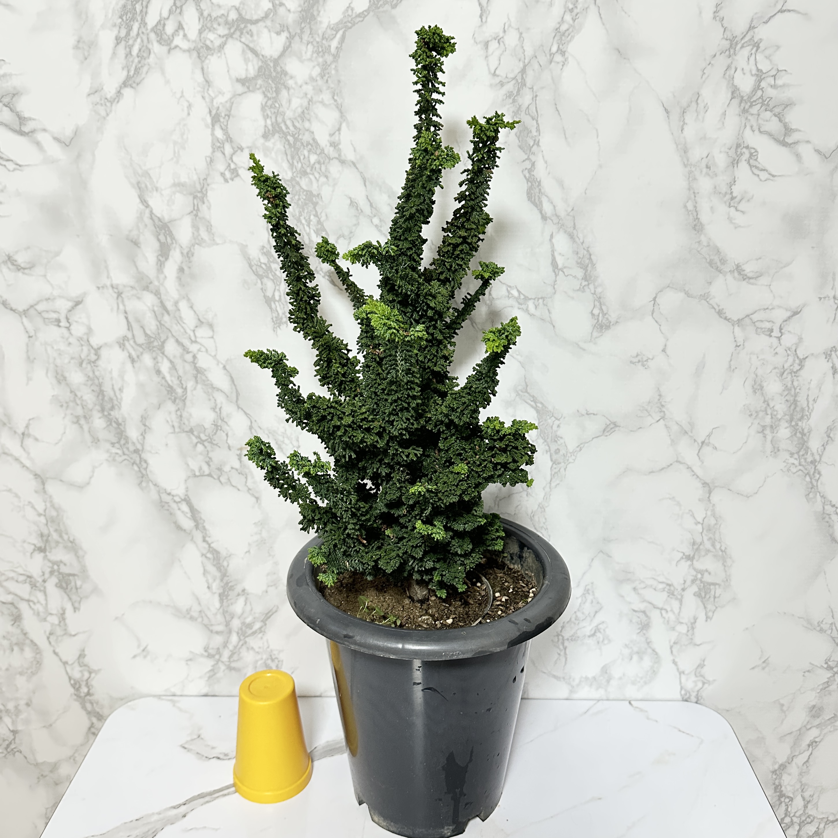 석화회 키우기 나무 분재 삽목