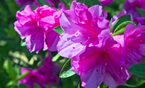 2025 군포 철쭉축제 교통 안내