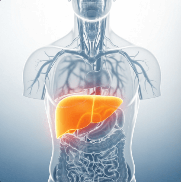 알콜성 지방간 초음파 검사3