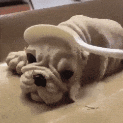 Funny Gif