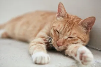 고양이가 집사를 사랑할때 하는 행동_2