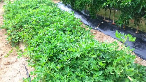 땅콩캐기-수확시기-수확적기-판단기준