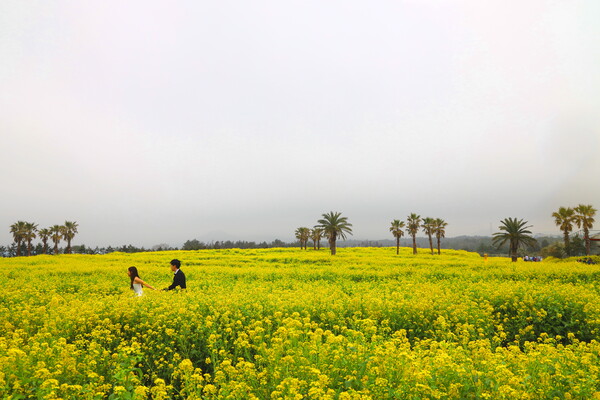제주 유채꽃밭 사진