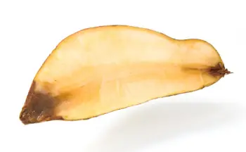 야콘 효능 및 영양성분&amp;#44; 먹는 방법