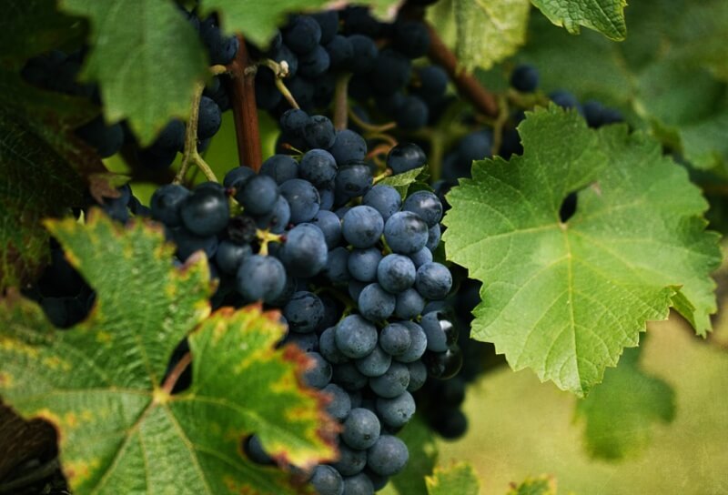 포도-송이
