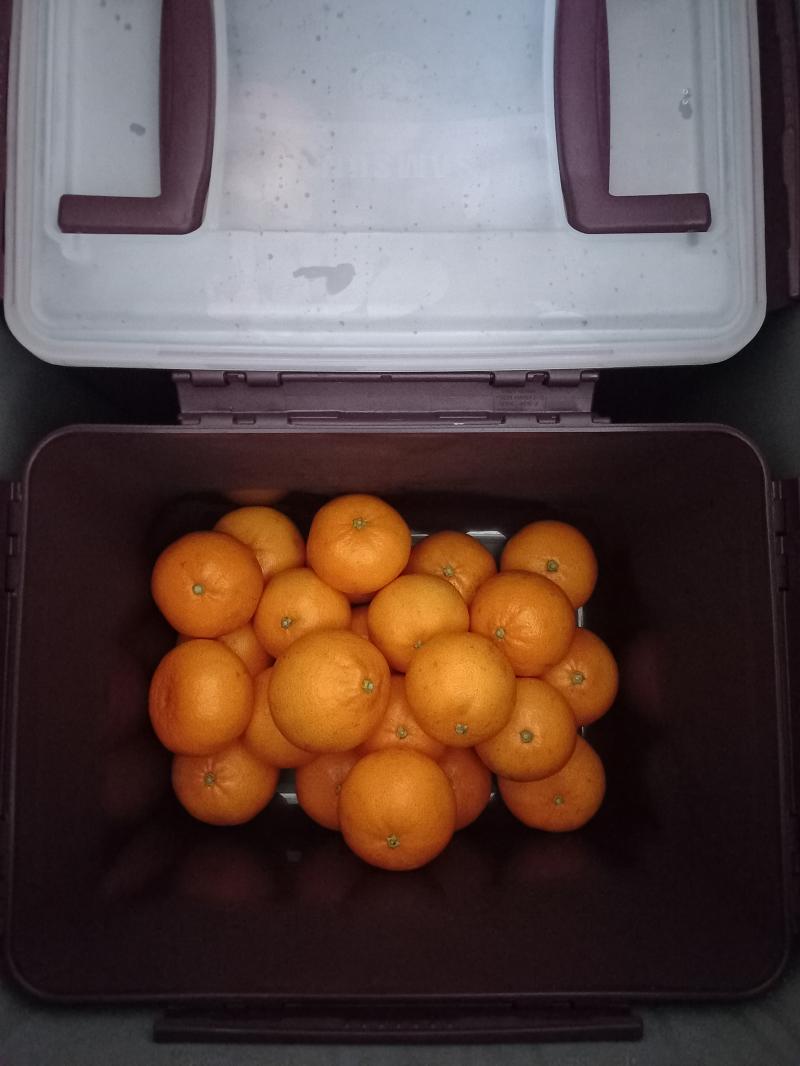 못난이 천혜향 보관법