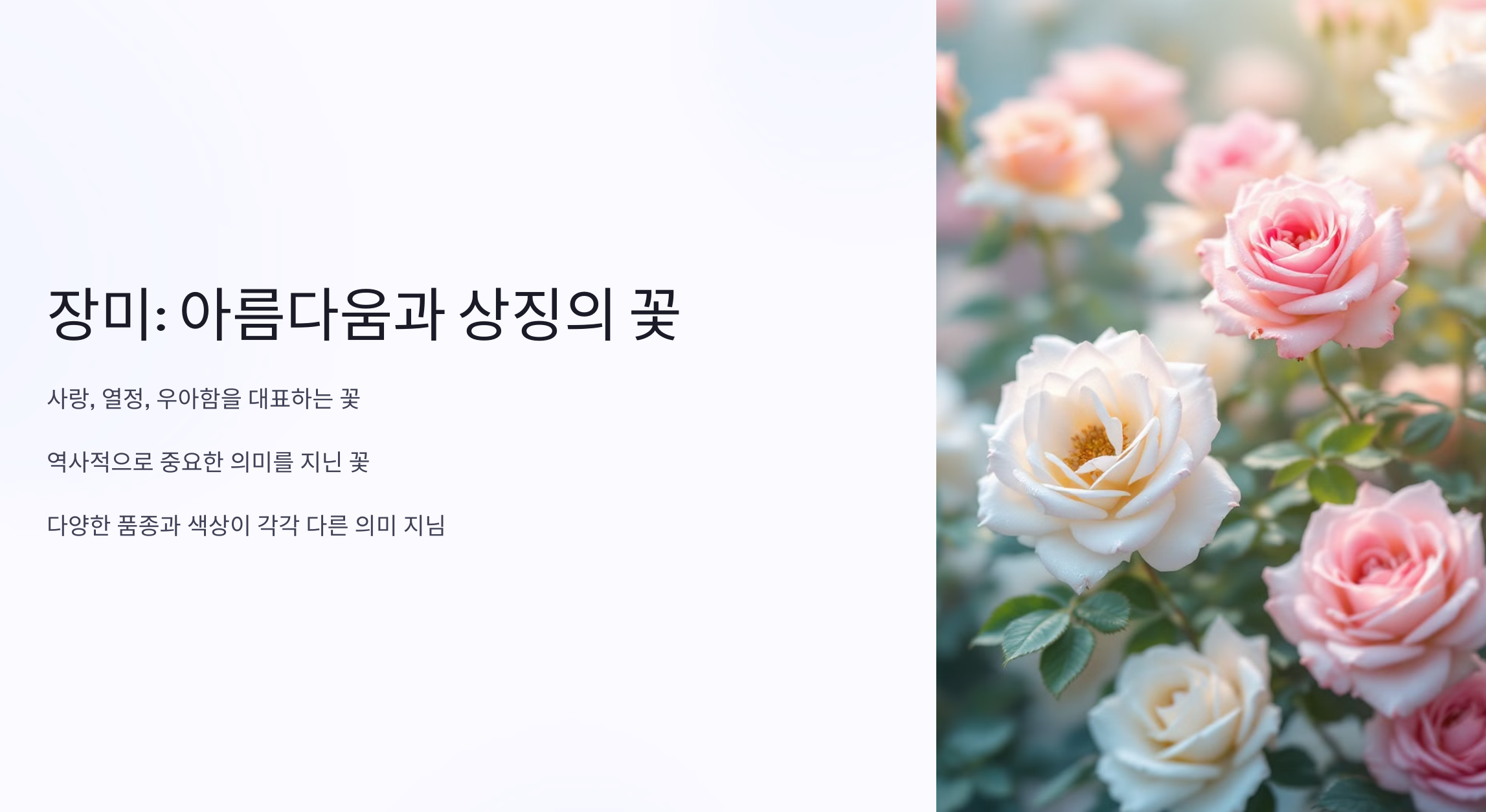 장미사진
