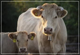 소를 죽인 다음 그 고기를 먹는 꿈