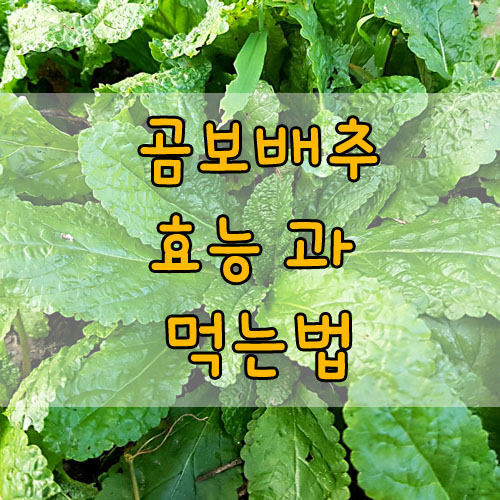곰보배추 효능 9가지! 먹는법 자세히 알아보자!